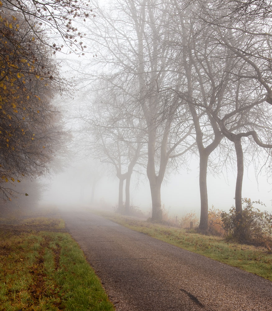 фото "Туманная дорожка" метки: пейзаж, лес, осень