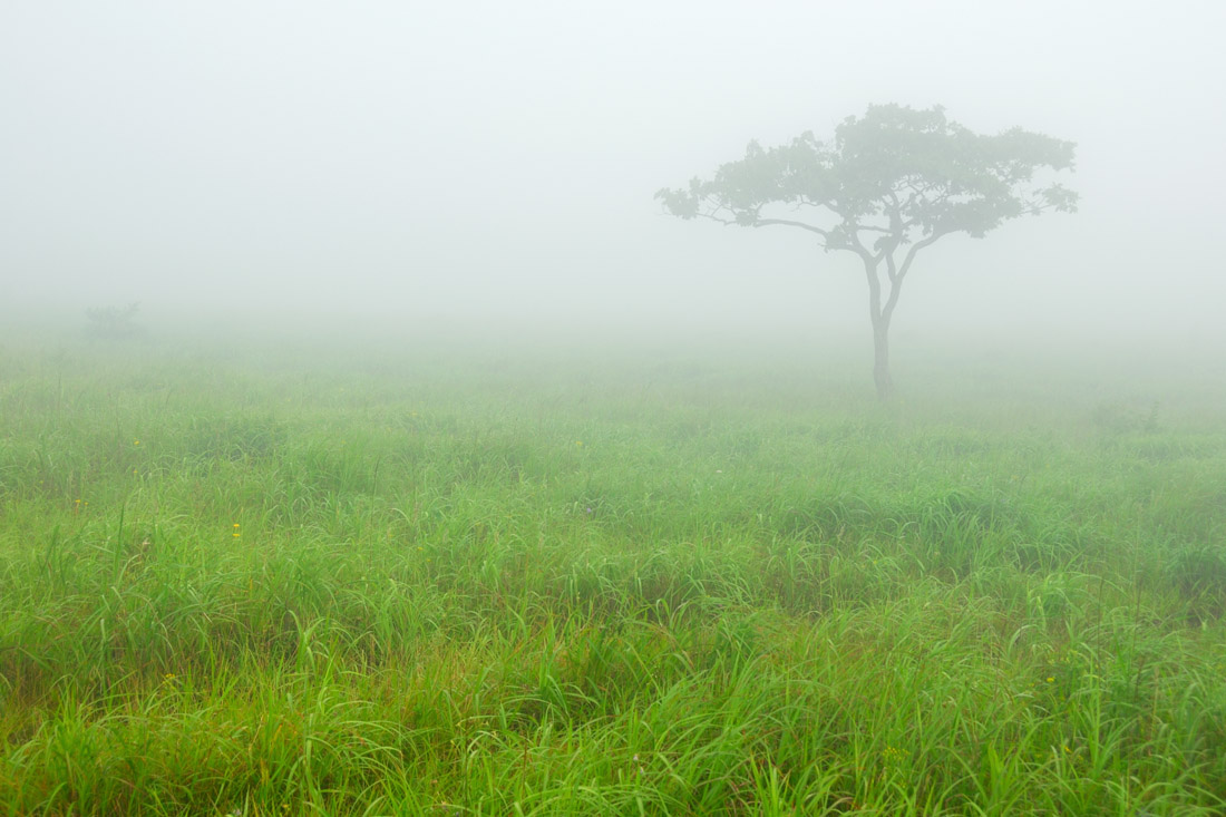 photo "In the morning" tags: landscape, summer