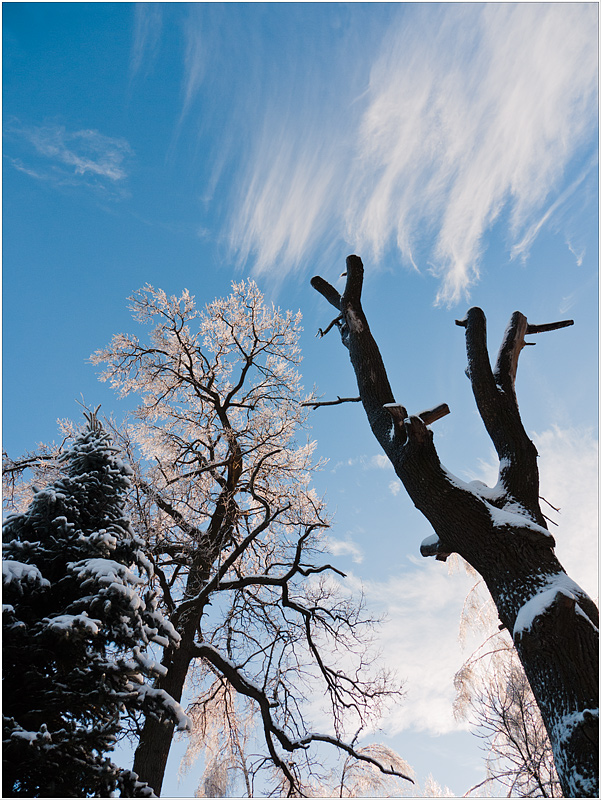 photo "Aspiring to heights" tags: landscape, winter