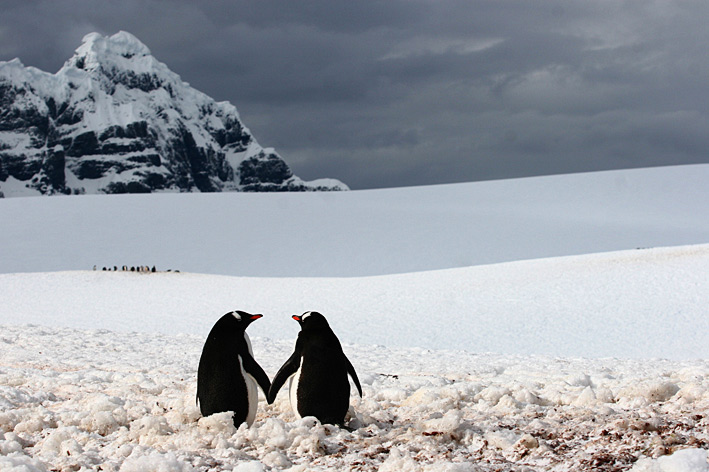 фото "love story" метки: природа, юмор, дикие животные