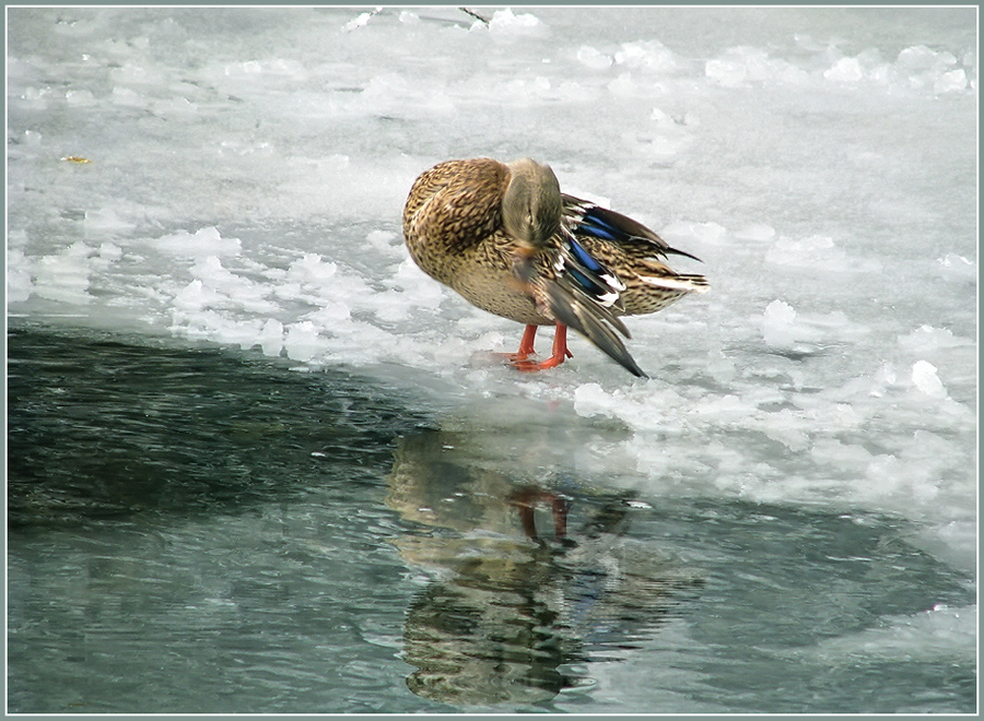 photo "***" tags: nature, landscape, wild animals, winter