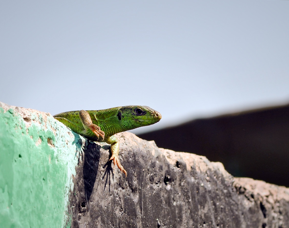 photo "***" tags: nature, wild animals