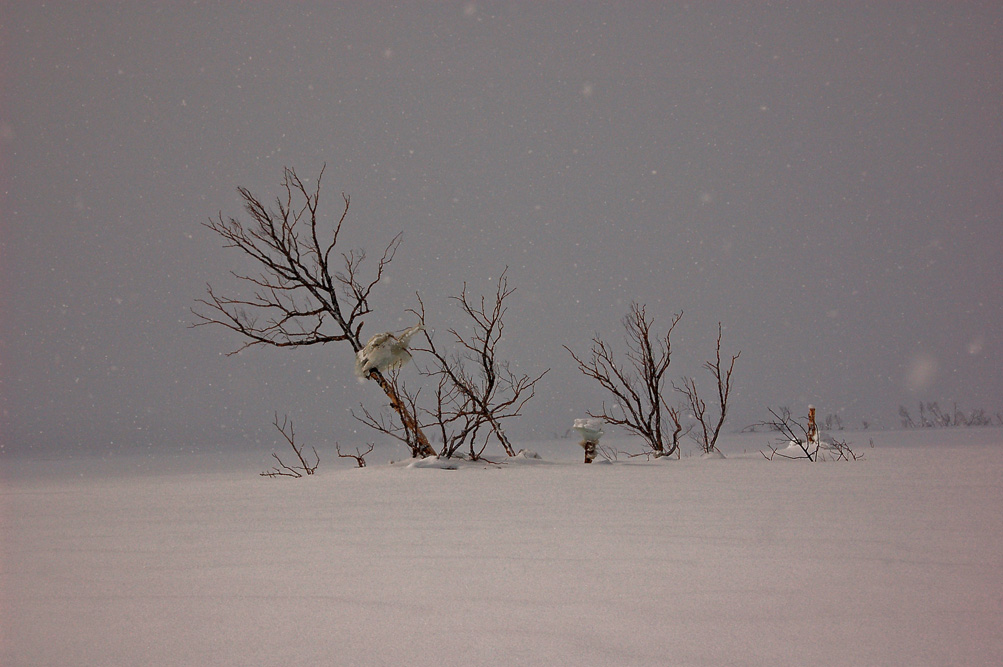 photo "***" tags: landscape, winter