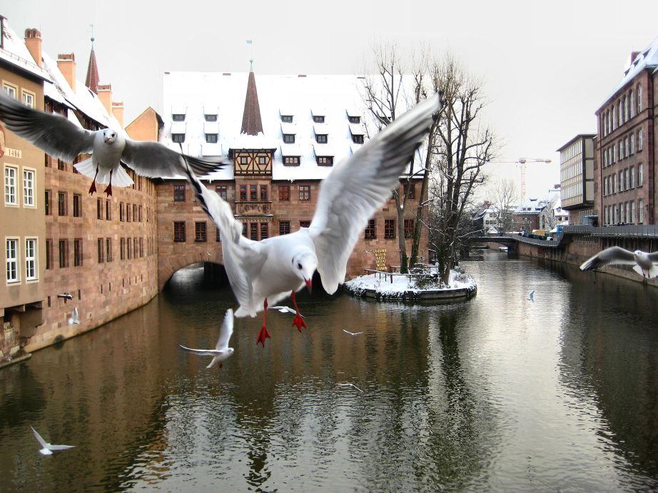 photo "Gulls of Nurnberg" tags: travel, city, Europe
