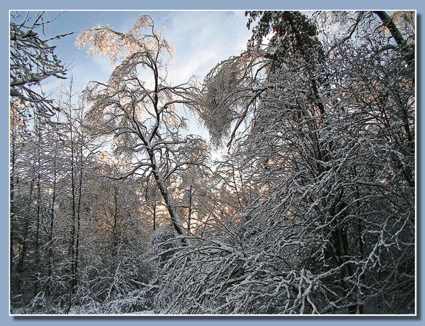 фото "В конце дня" метки: пейзаж, зима, лес