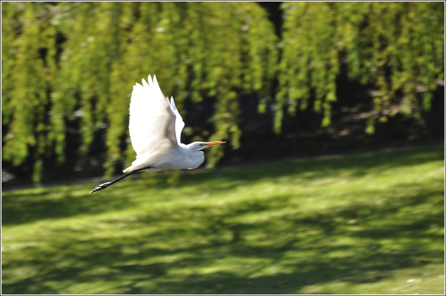 photo "Great Egret" tags: nature, wild animals