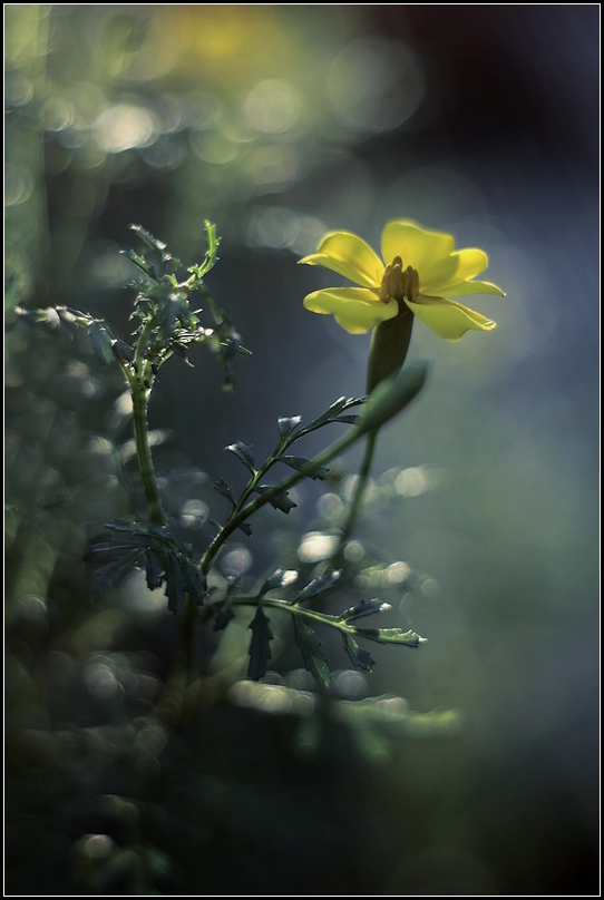 photo "***" tags: nature, flowers