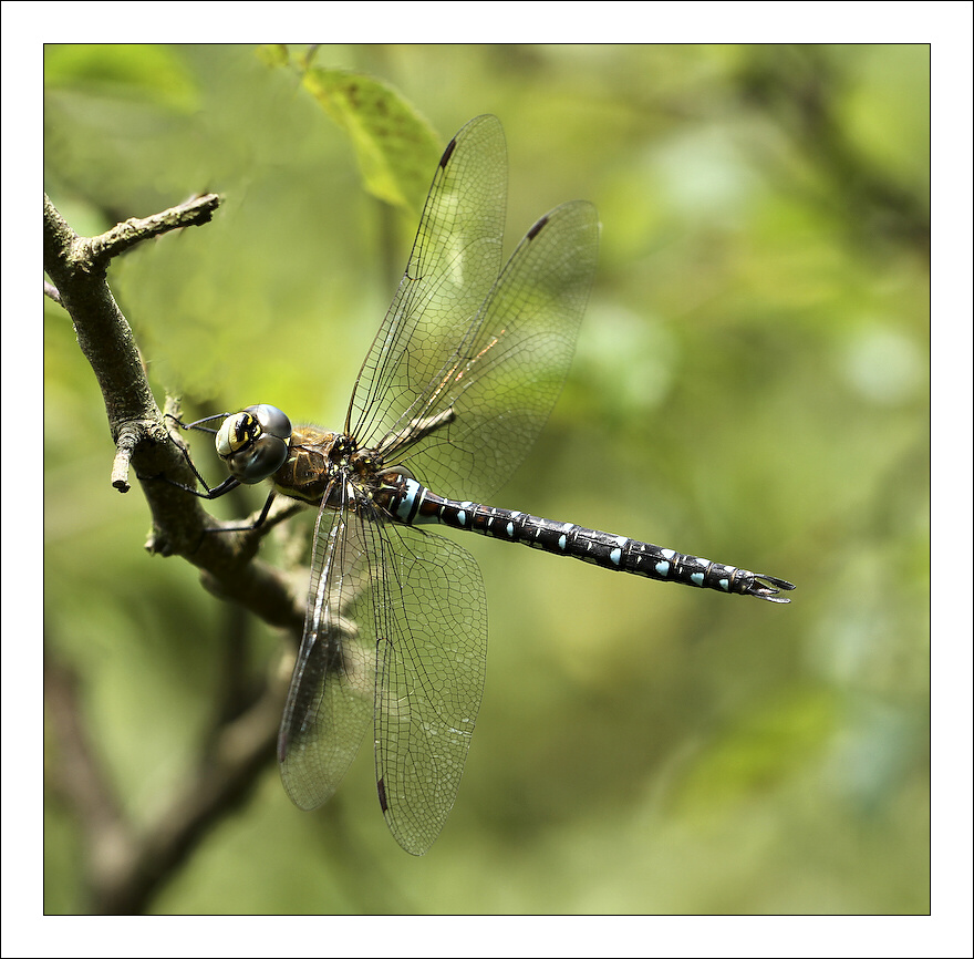 photo "***" tags: nature, insect