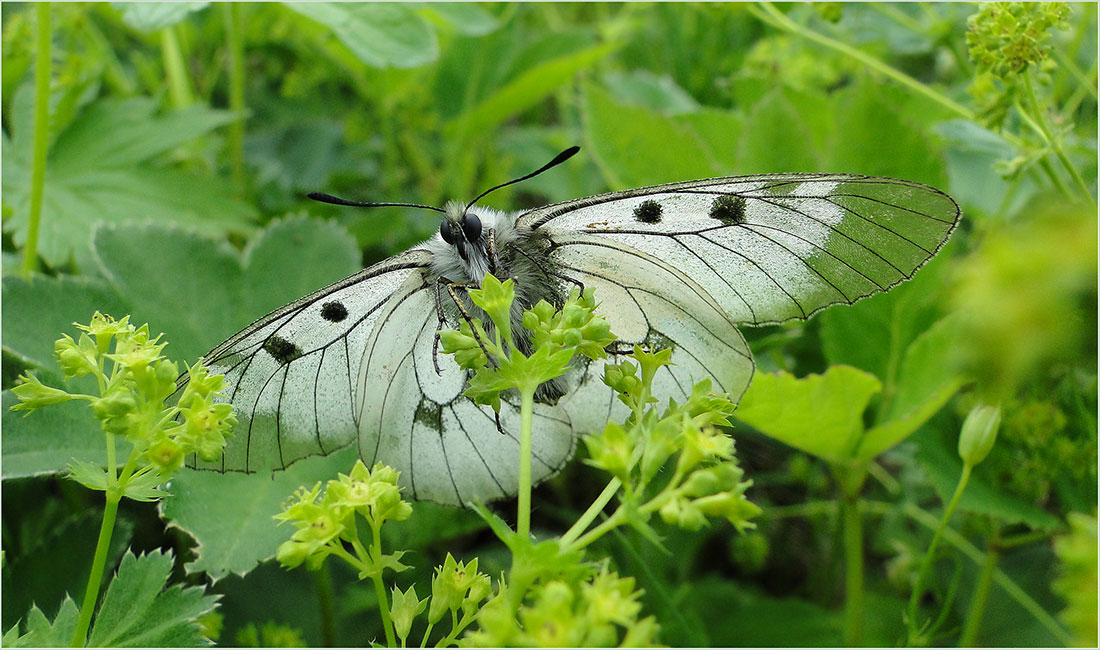 photo "***" tags: nature, macro and close-up, insect