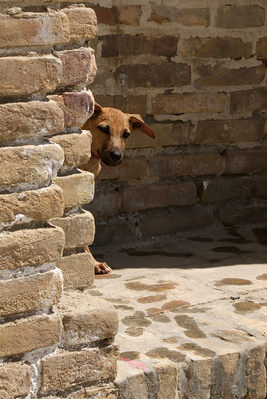 photo "***" tags: nature, humor, pets/farm animals