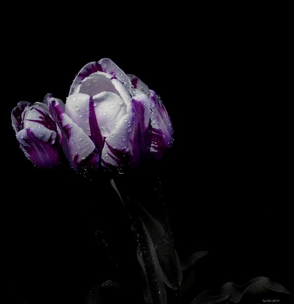 photo "***" tags: nature, flowers