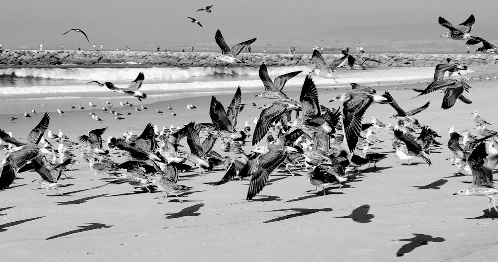 photo "Seagulls and... shadows..."" tags: nature, wild animals