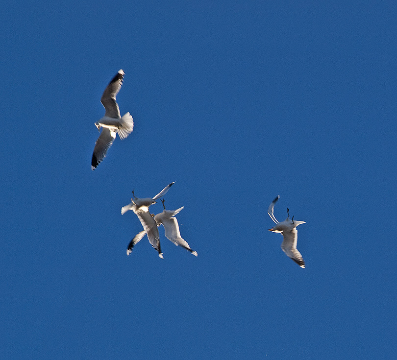 photo "Bread Fight" tags: nature, wild animals