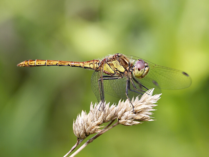 photo "***" tags: nature, insect