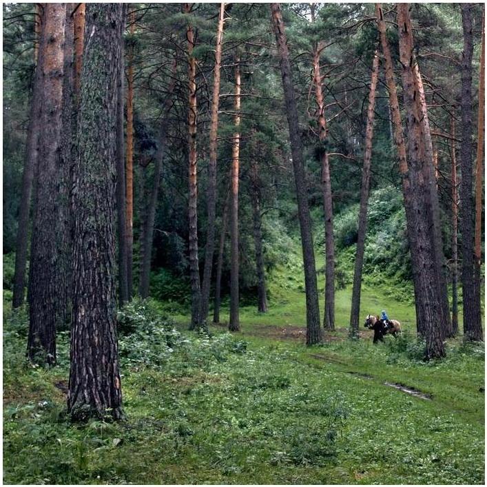 фото "В заколдованном дремучем..." метки: пейзаж, лес