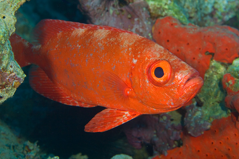 photo "***" tags: underwater, 