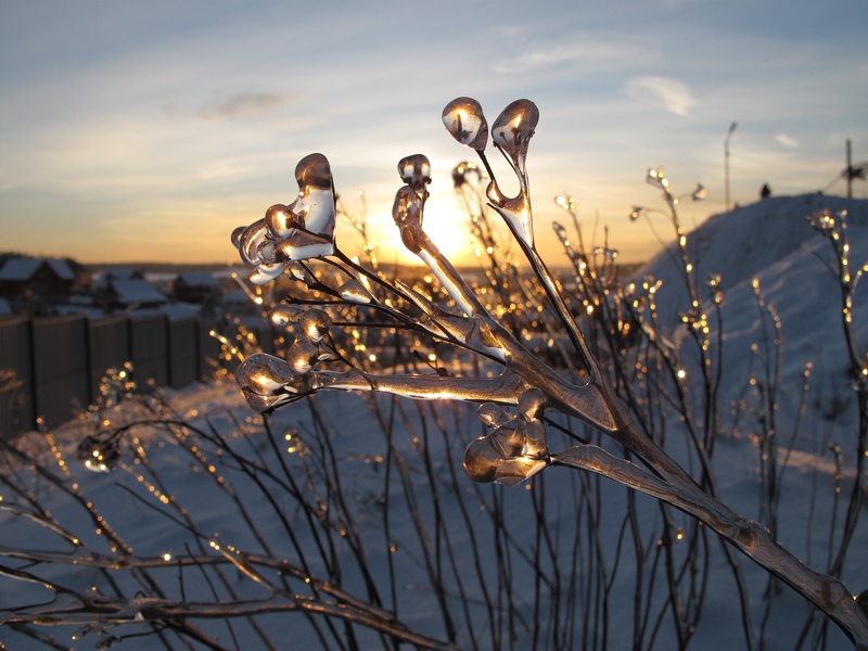 photo "In captivity at the Snow Queen" tags: nature, landscape, flowers, winter