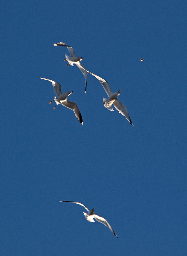 photo "Bread Fight III" tags: nature, wild animals