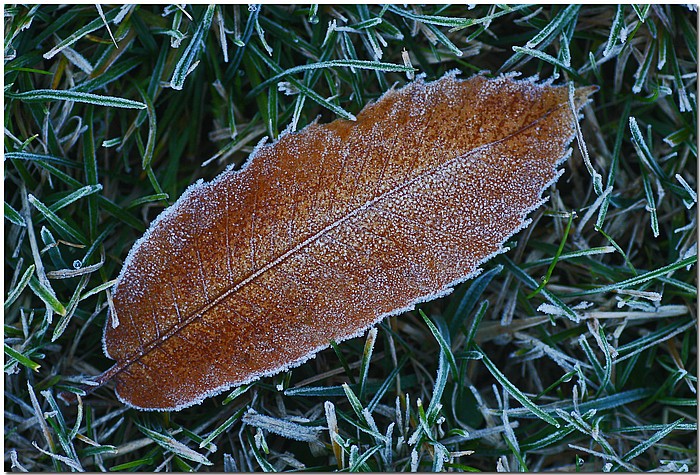 photo "Frosty Morn" tags: macro and close-up, landscape, winter