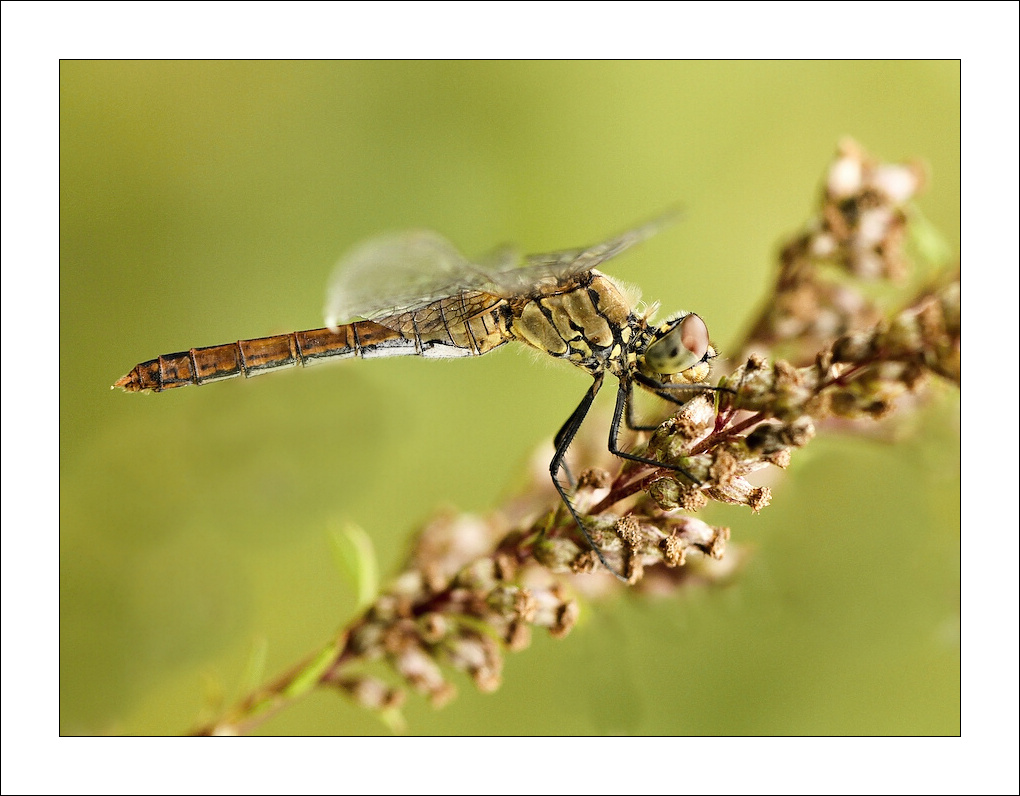 photo "*" tags: nature, insect