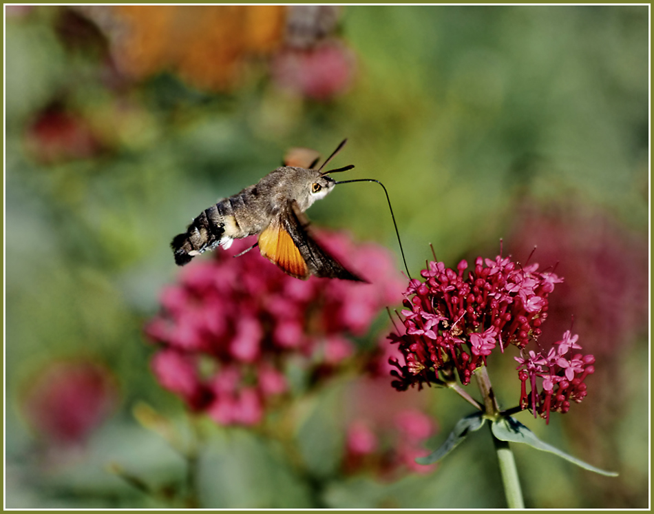 photo "In October it was still warm ..." tags: nature, macro and close-up, insect