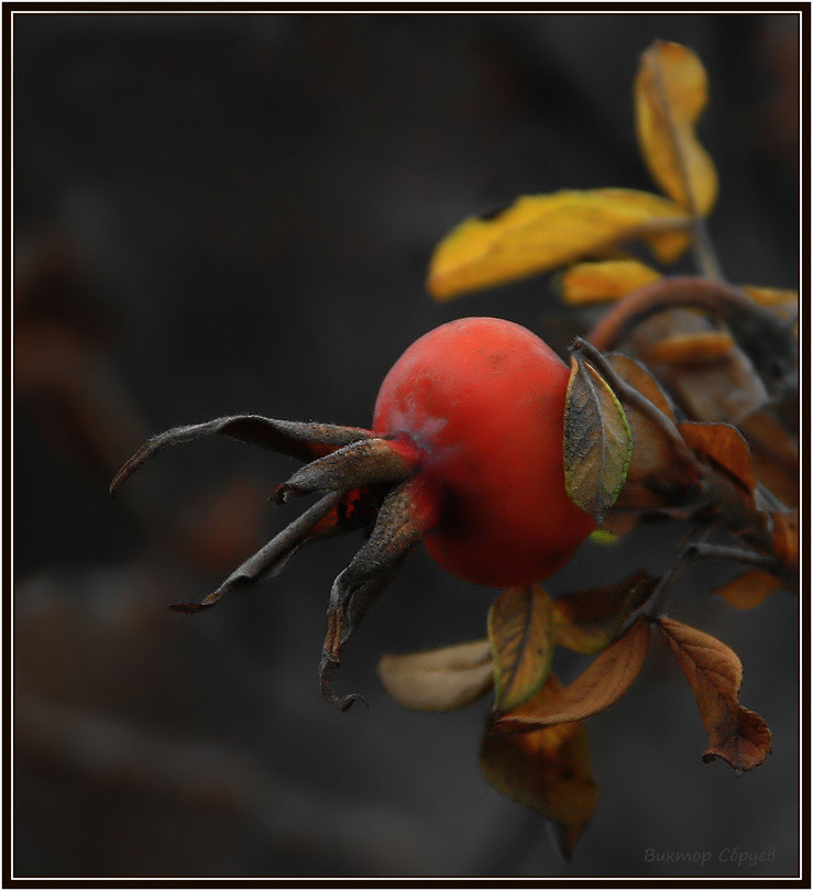 photo "***" tags: nature, flowers