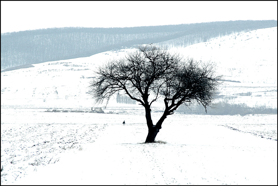 photo "Alone in the vast white / Один в обширном белом" tags: landscape, black&white, snow, trees, winter