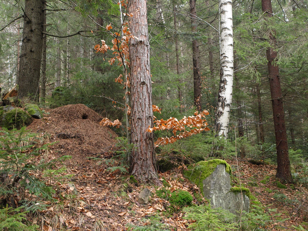 photo "***" tags: landscape, forest, winter