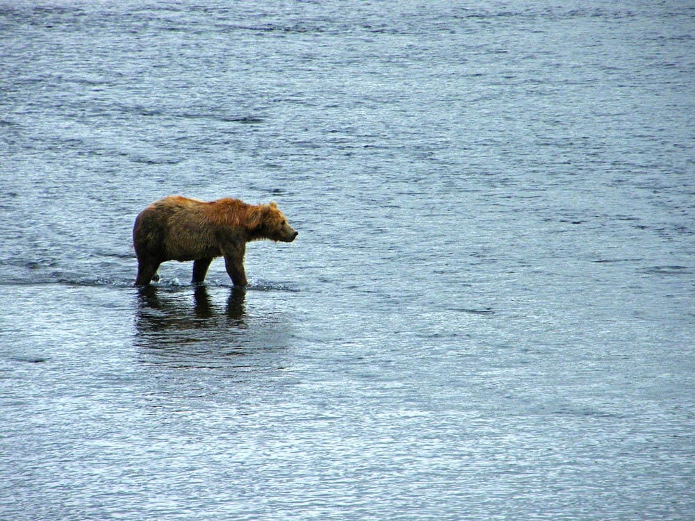 photo "Кодьякский Медведь 2" tags: nature, travel, North America, wild animals