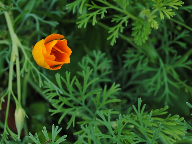 photo "***" tags: nature, flowers