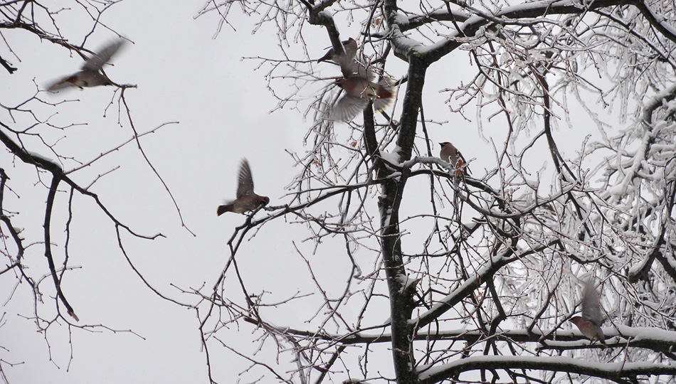 photo "***" tags: nature, wild animals