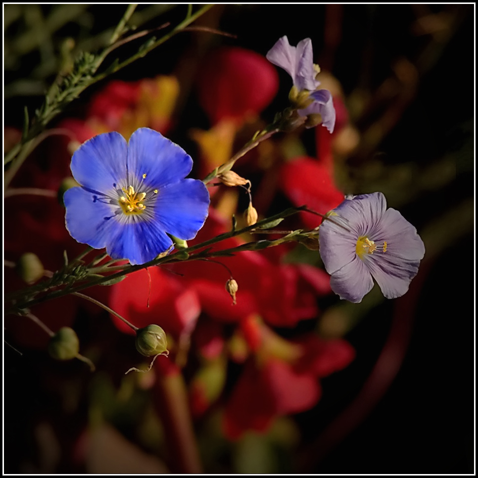 фото "Половодье цвета" метки: природа, цветы