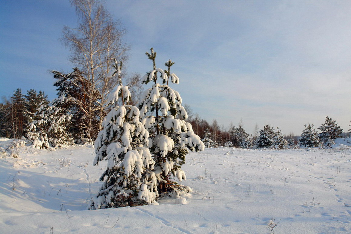 photo "***" tags: landscape, forest, winter