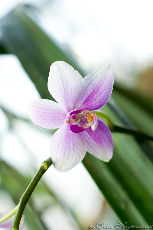 photo "***" tags: nature, flowers