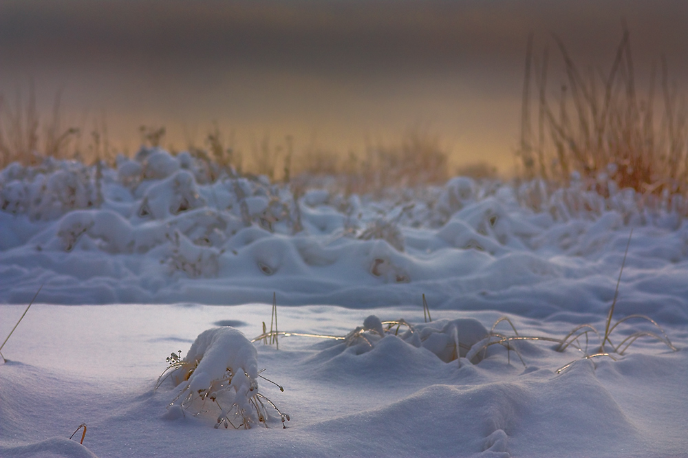 photo "Snowy silence." tags: landscape, winter