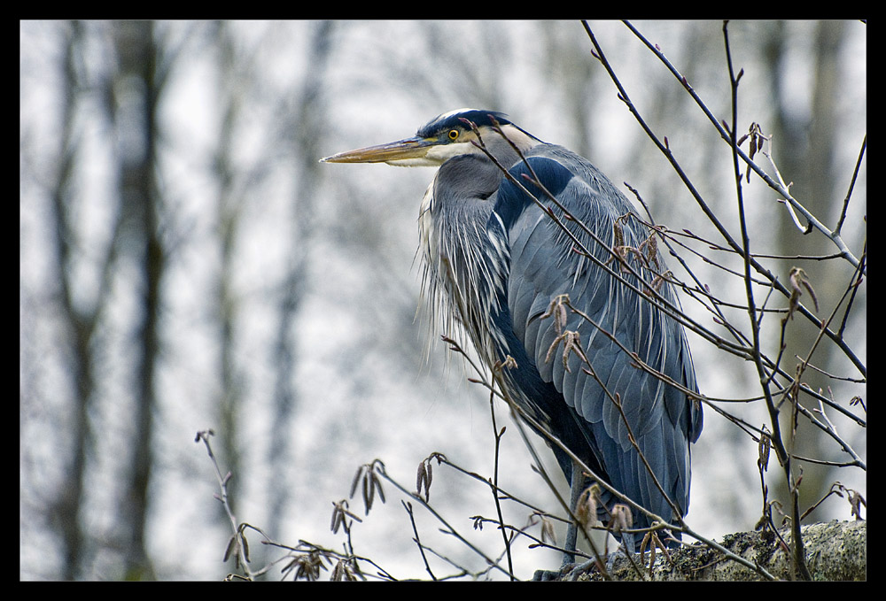photo "Lord of the clearing" tags: nature, wild animals