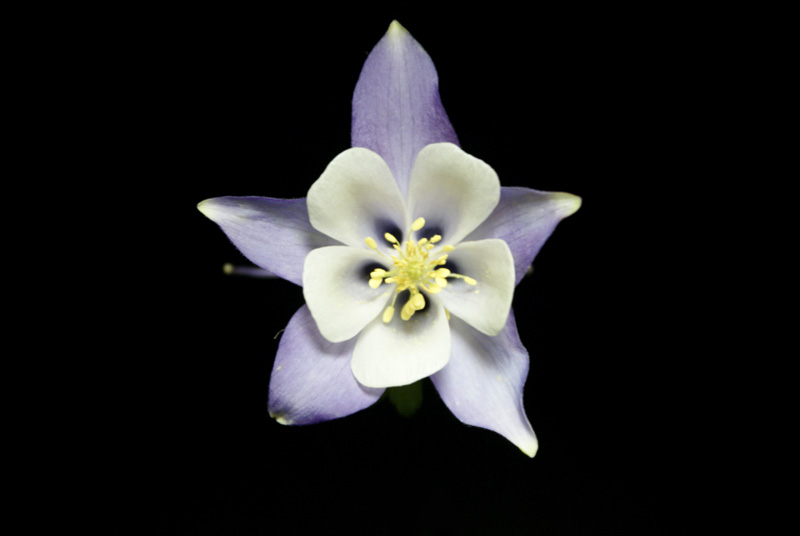 photo "Columbine" tags: nature, 