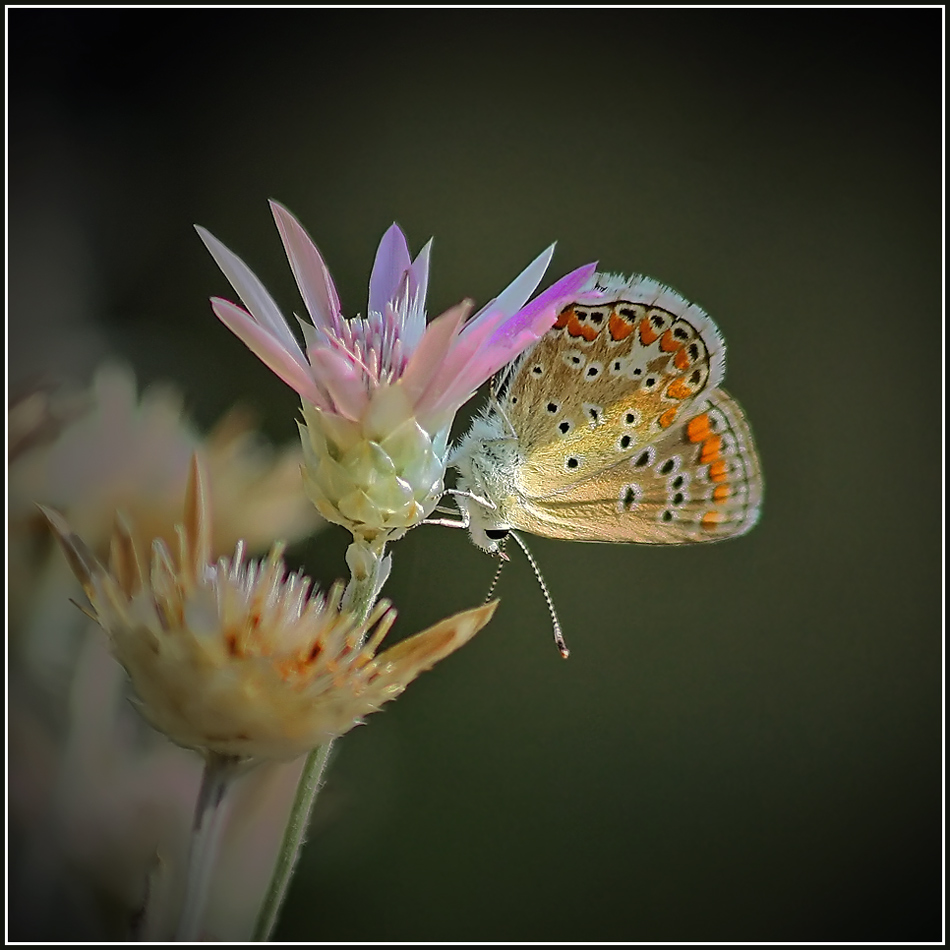 photo "I'm beautiful ..." tags: macro and close-up, nature, 