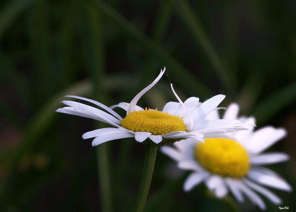 photo "***" tags: nature, flowers