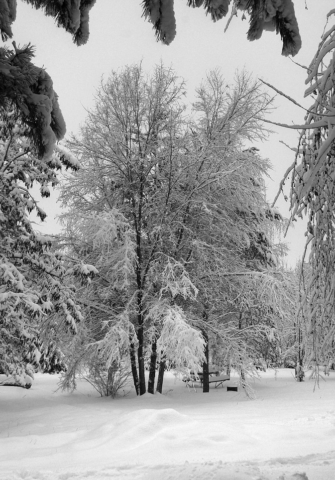 фото "Тишина." метки: пейзаж, зима