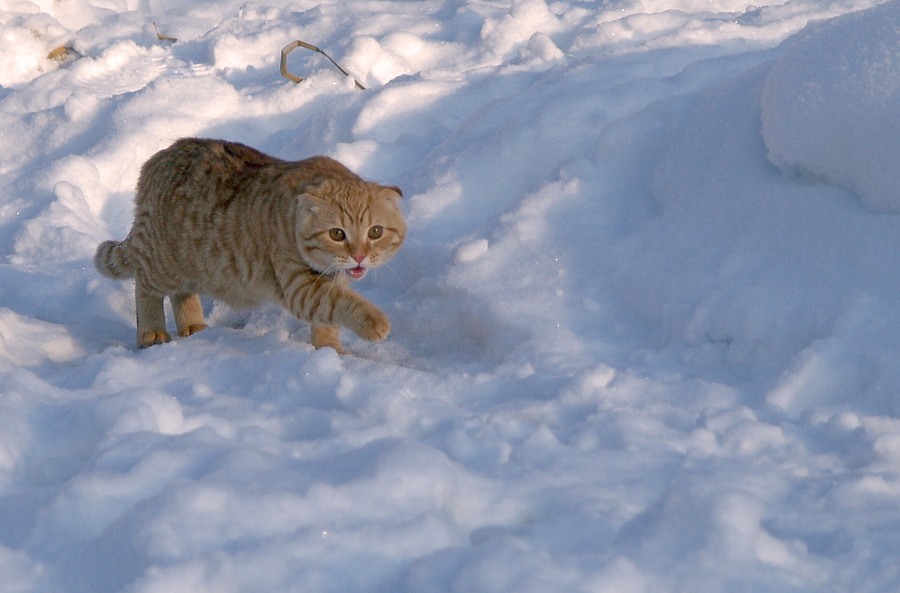 photo "***" tags: nature, pets/farm animals