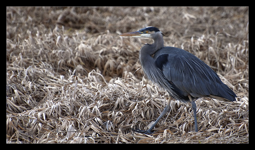 photo "Great Blue Heron in winter grass" tags: nature, wild animals