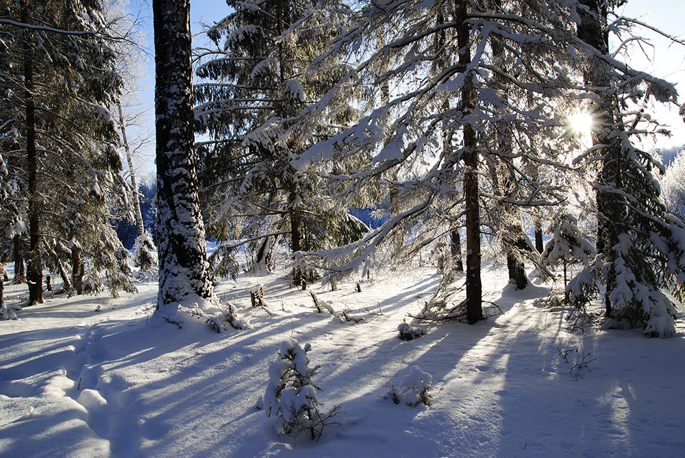 фото "Освещённые  солнцем" метки: пейзаж, зима