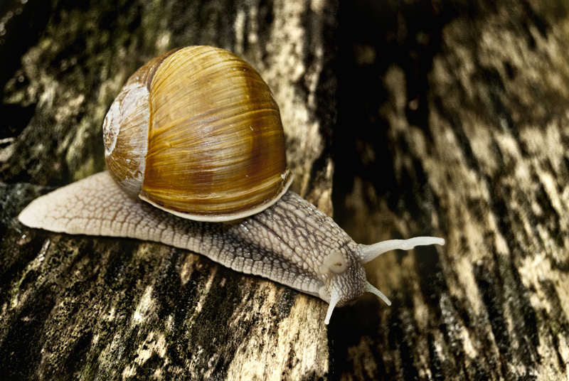 photo "***" tags: macro and close-up, 