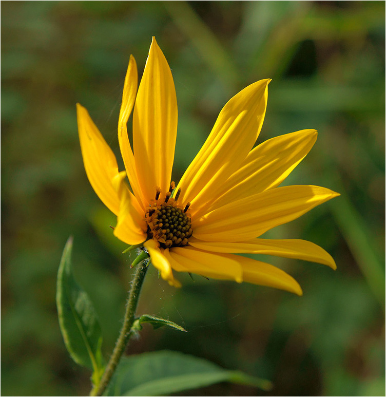 photo "* * *" tags: nature, flowers