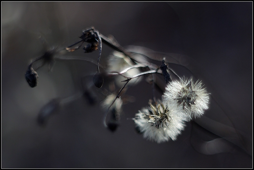 фото "***" метки: природа, 