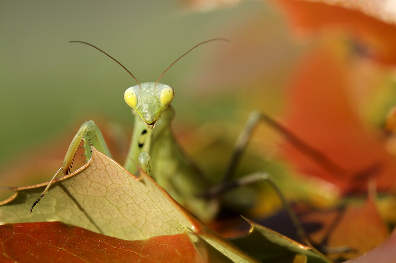 photo "***" tags: nature, insect