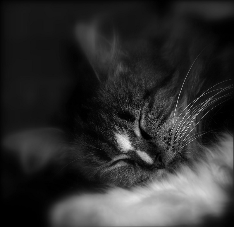 photo "***" tags: nature, black&white, pets/farm animals