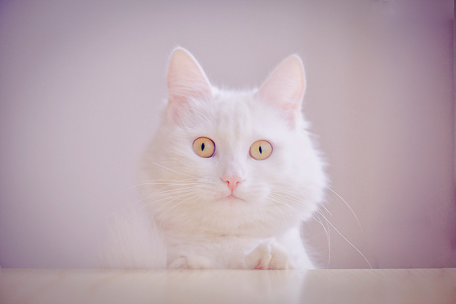 photo "wassup?" tags: nature, pets/farm animals