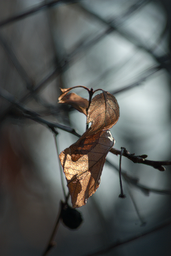 photo "***" tags: macro and close-up, 